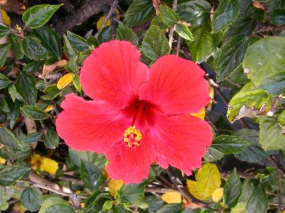 Hibiscus